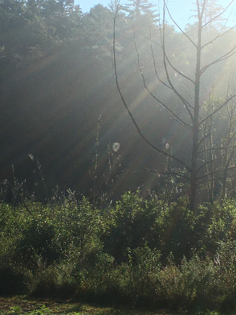 a spider's gotta live