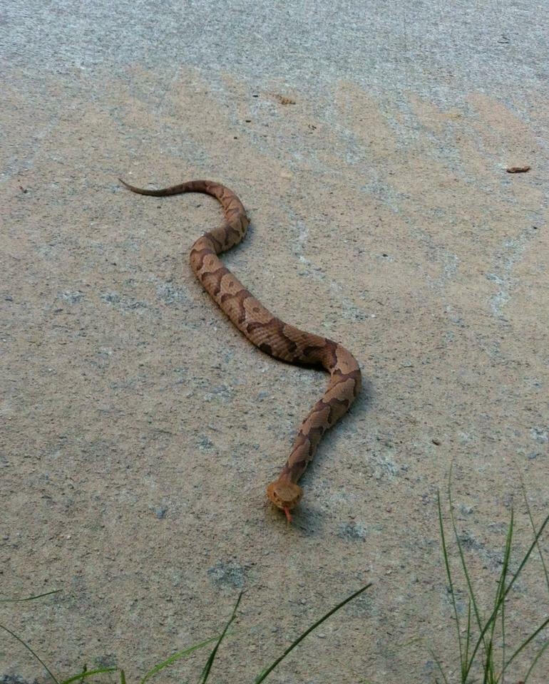 run bud nope rope
