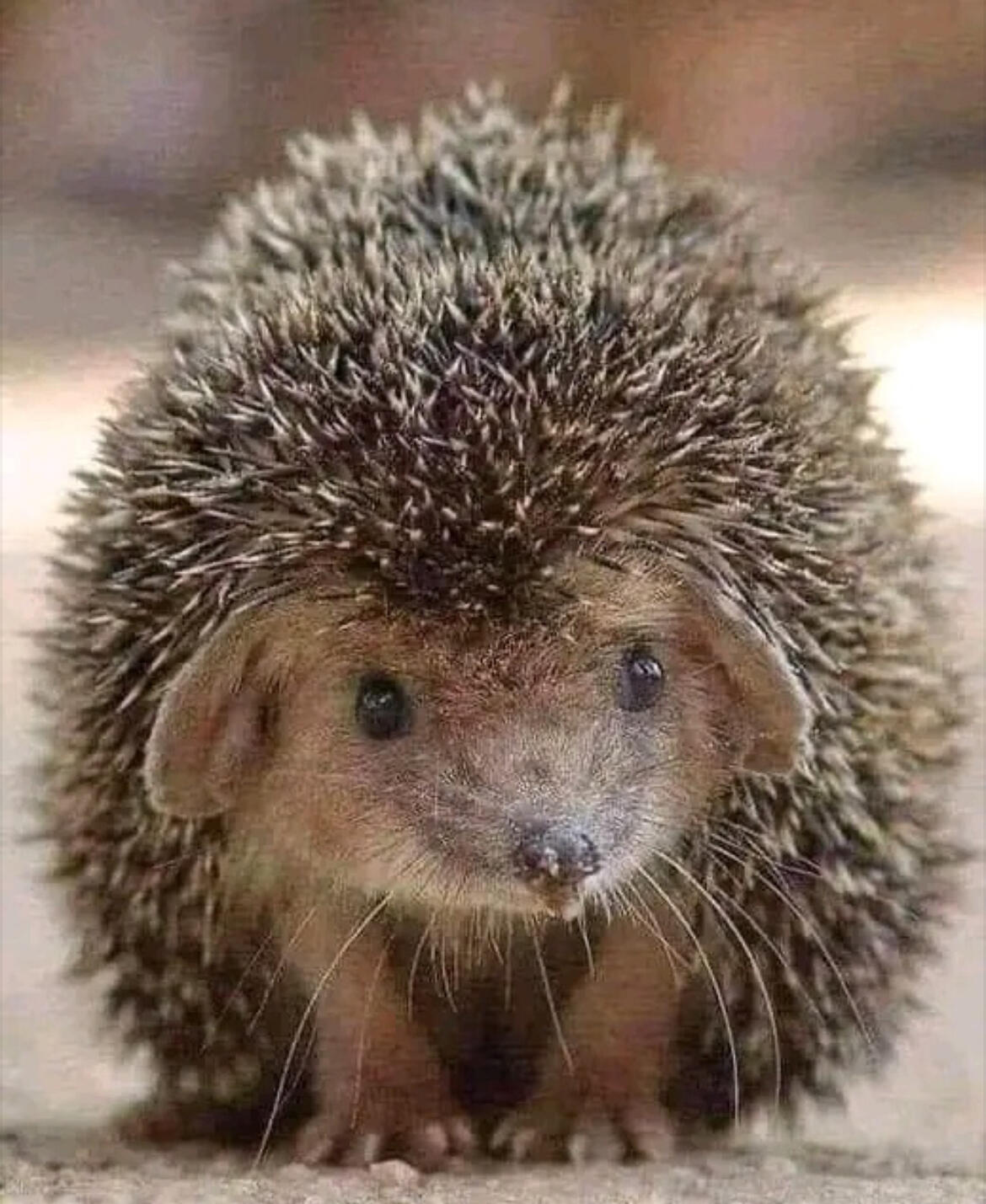 hedgehog