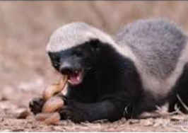 honey badger