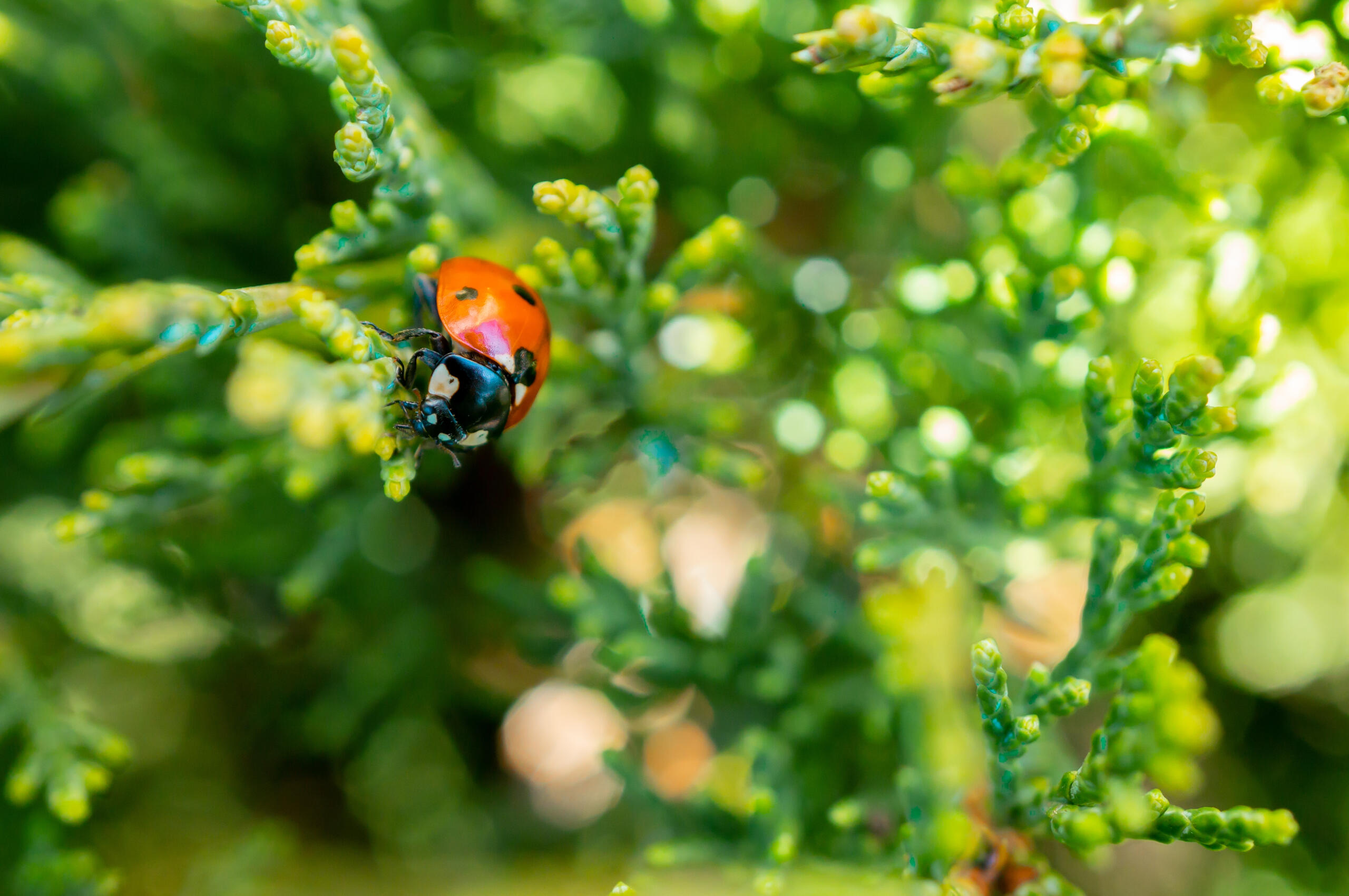 ladybug